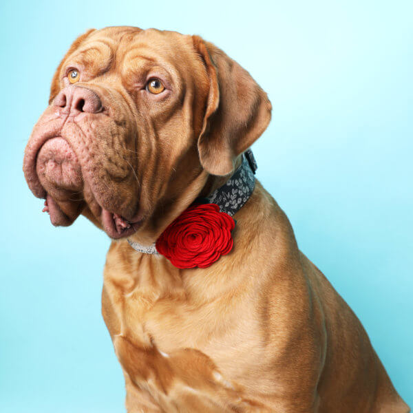 Rose Dog Collar
