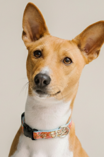 A floral pattern dog collar in shades of orange, pink, and light blue with a black plastic buckle and silver D-ring.