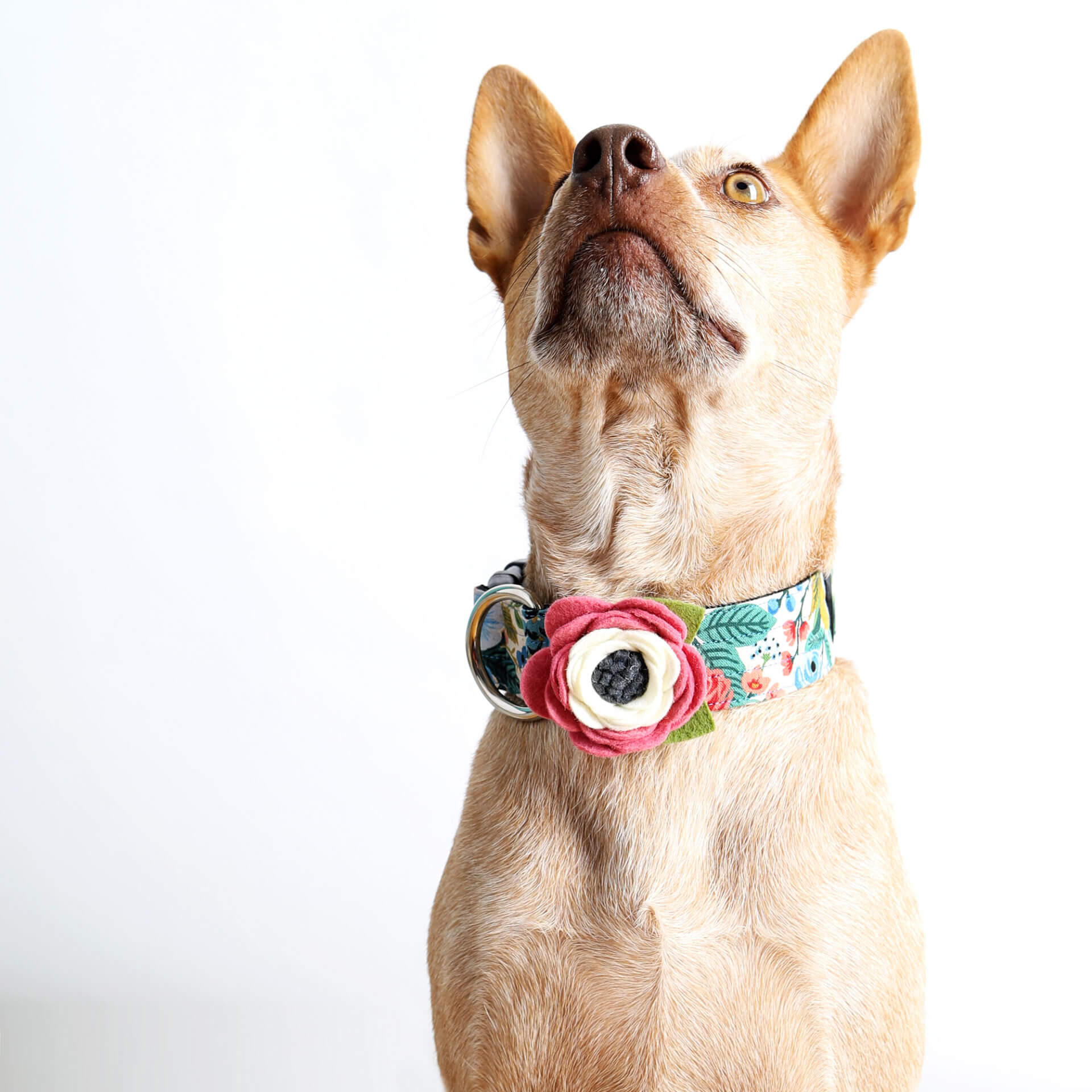Wildflower Dog Collar