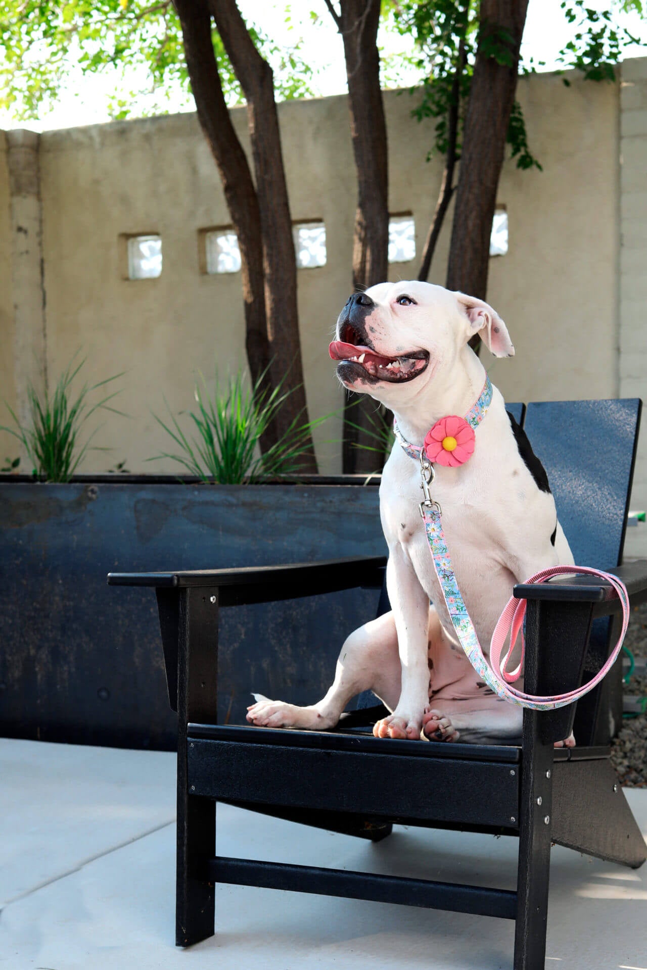 Dog Collar Daisy Flower