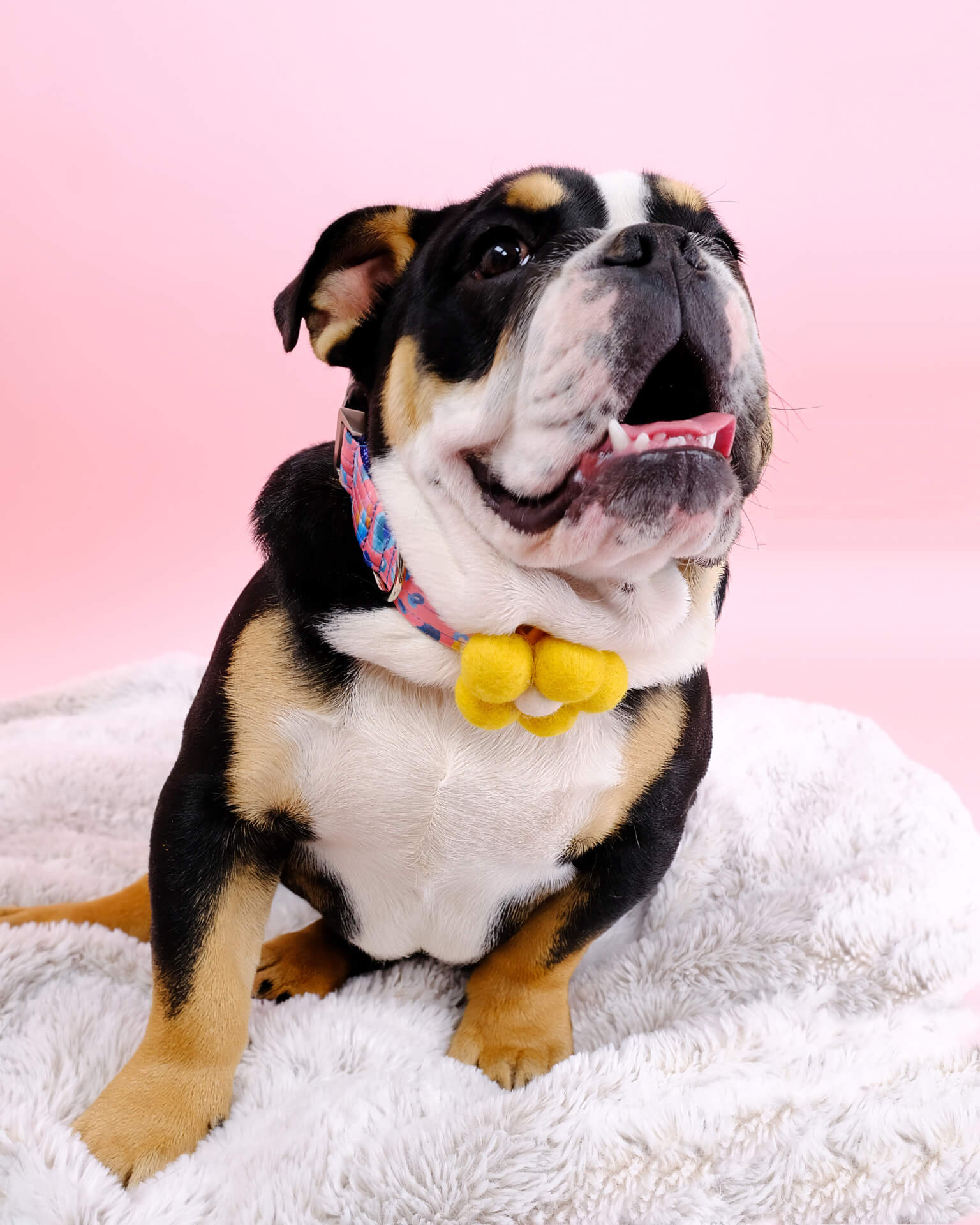 Bubble Dog Collar Flower | Groovy Pet Accessory