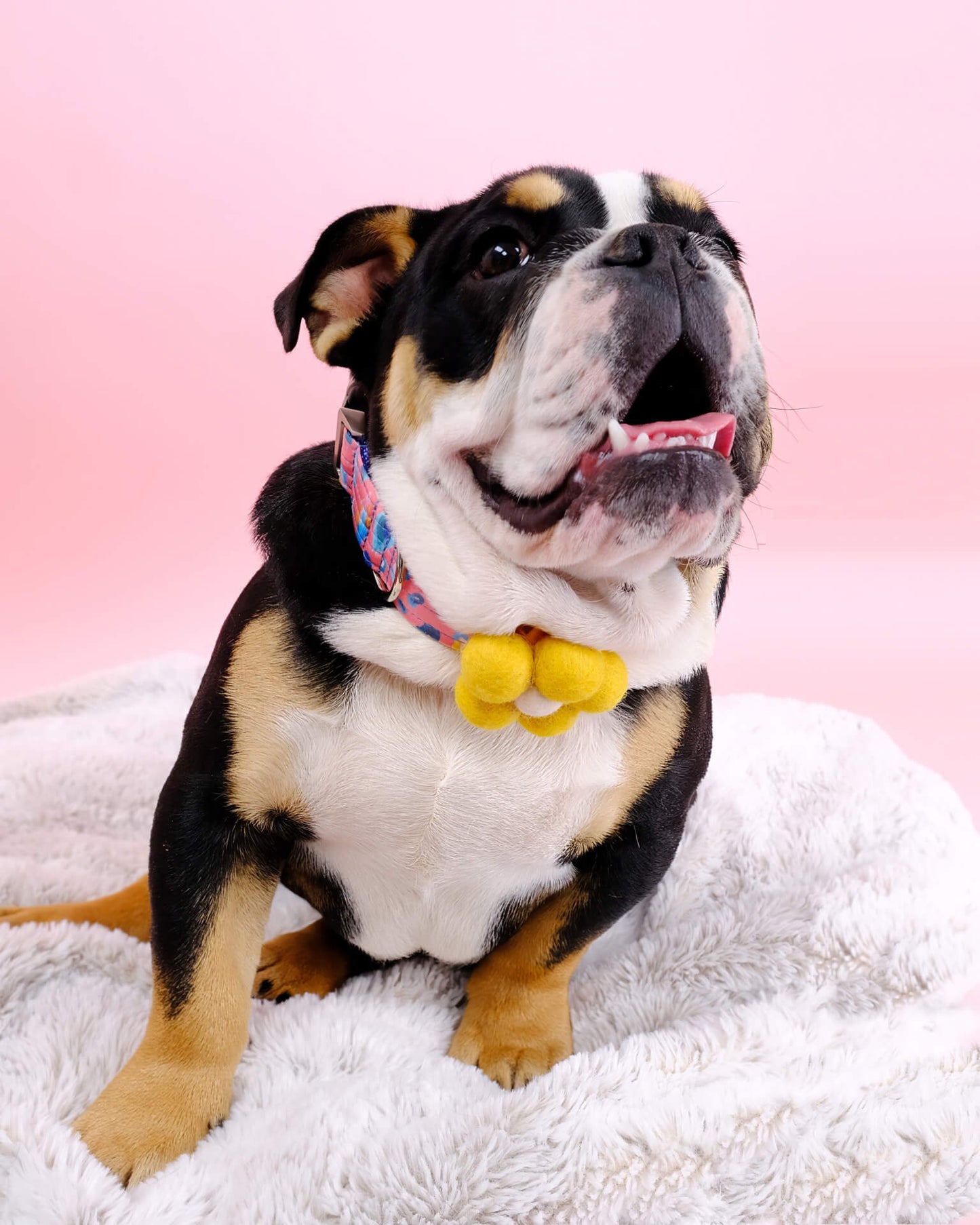 Bubble Dog Collar Flower | Groovy Pet Accessory