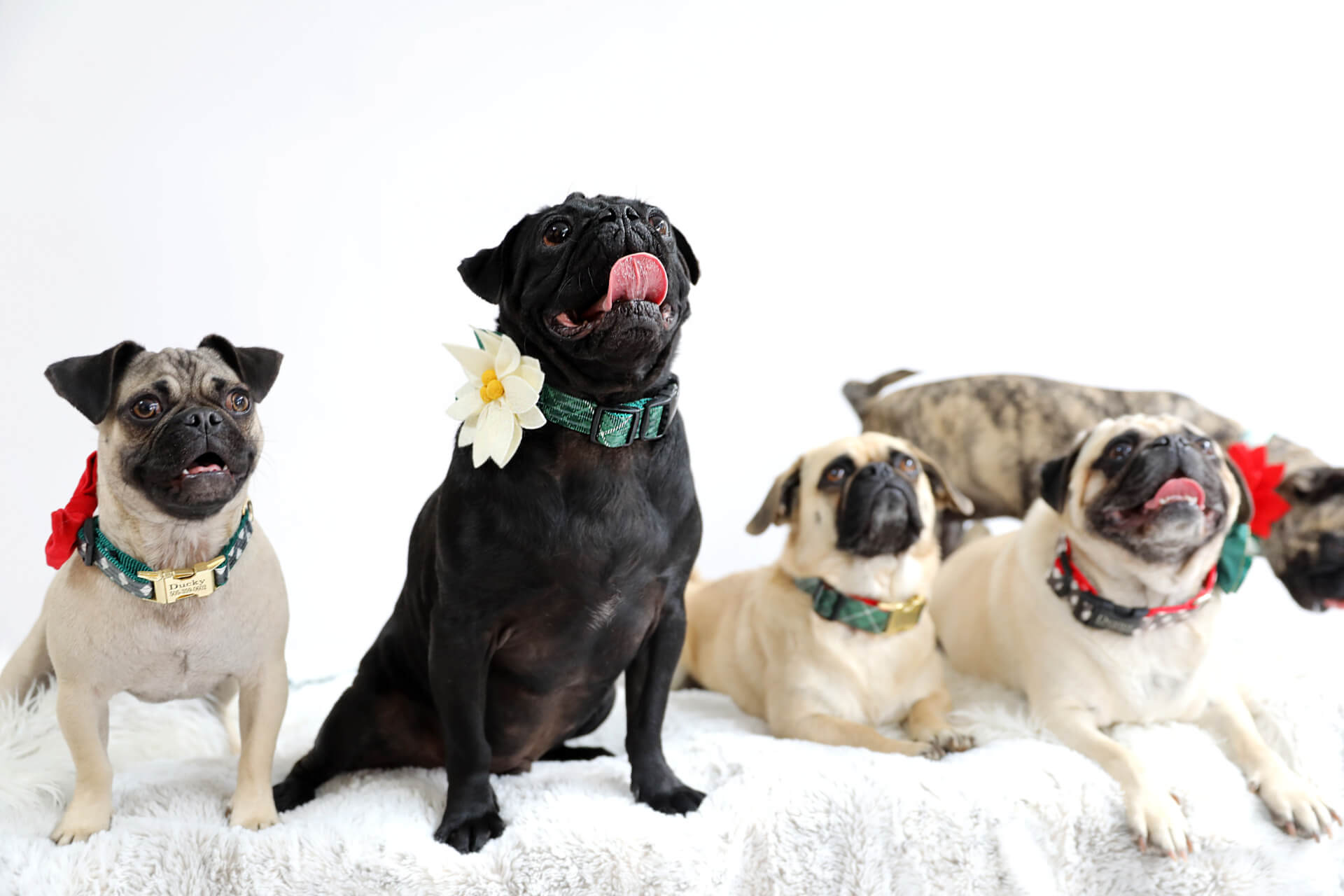 Poinsettia Holiday Dog Collar Flower