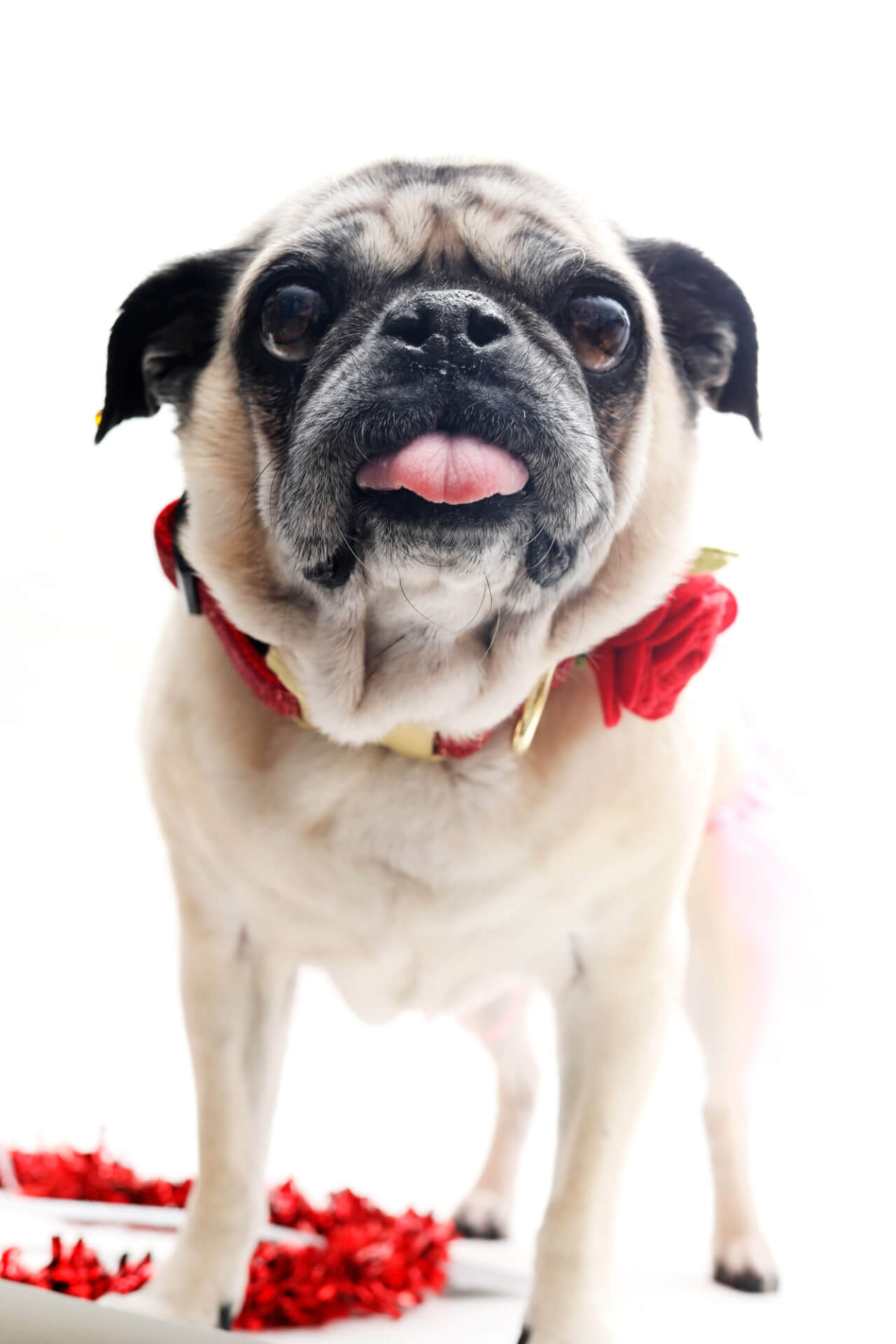 Dog Collar Rose Flower